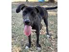Adopt Roxy a Mixed Breed (Medium) / Mixed dog in Athens, TX (38869152)