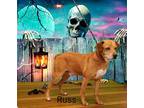 Adopt Russ a Red/Golden/Orange/Chestnut Feist / Mixed dog in Pickens