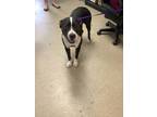 Adopt LaDonna a Black American Pit Bull Terrier / Mixed dog in Fort Worth