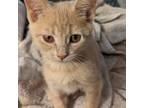 Adopt Sunny (champagne) a Tan or Fawn Domestic Shorthair / Mixed cat in Kingman