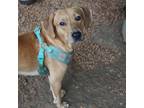 Adopt Ducky a Tan/Yellow/Fawn Mixed Breed (Medium) / Mixed dog in Monroeville