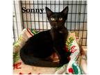 Adopt Sonny a Black (Mostly) Domestic Shorthair (short coat) cat in Mansfield