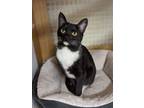 Adopt Tuxie 8998 a Domestic Shorthair / Mixed cat in Dallas, TX (38692936)