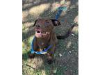 Adopt Kahlua K111 7-27-23 a Brown/Chocolate Labrador Retriever / Mixed dog in