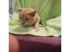 Adopt Simon a Domestic Shorthair / Mixed (short coat) cat in Detroit