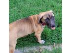 Adopt Barbie a Brown/Chocolate Shepherd (Unknown Type) / Mixed dog in Shawnee