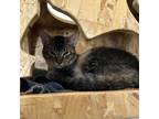 Adopt Artemis - Claremont Location a Brown or Chocolate Domestic Shorthair /
