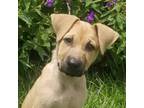 Adopt Princess Poppy a Tan/Yellow/Fawn Mixed Breed (Large) / Mixed dog in
