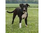Adopt Camo a Black Mixed Breed (Large) / Mixed dog in St.Jacob, IL (38766171)