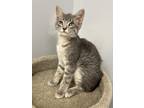 Adopt Rocket a Domestic Shorthair / Mixed (short coat) cat in Heber