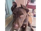 Adopt Drax a Brown/Chocolate Mixed Breed (Medium) / Mixed dog in Las Cruces