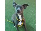 Adopt Sunshine a Gray/Blue/Silver/Salt & Pepper Pit Bull Terrier / Mixed dog in
