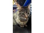 Adopt Dakota a Gray or Blue Domestic Mediumhair / Domestic Shorthair / Mixed cat