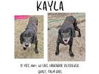 Adopt Kayla a Labrador Retriever / Mixed dog in Albany, GA (38853196)