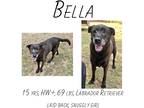 Adopt Bella a Labrador Retriever / Mixed dog in Albany, GA (38853195)