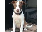 Adopt Lainey a White - with Brown or Chocolate Border Collie / Mixed dog in