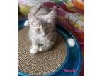 Adopt Wendy-(glenna) a Spotted Tabby/Leopard Spotted Domestic Mediumhair (medium