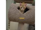 Adopt Niblet- (glenna) a Orange or Red Tabby Domestic Shorthair (short coat) cat