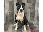 Adopt Alana K68 7-28-23 a Gray/Blue/Silver/Salt & Pepper American Pit Bull