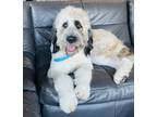 Adopt Sadie a White - with Brown or Chocolate St. Bernard / Poodle (Standard) /