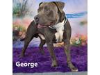 Adopt George a Gray/Silver/Salt & Pepper - with Black American Pit Bull Terrier