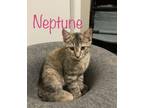 Adopt Neptune a Brown or Chocolate Domestic Shorthair cat in mishawaka