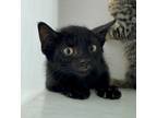 Adopt WC Skittles a All Black Domestic Shorthair / Domestic Shorthair / Mixed