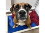 Adopt Ducky a Brown/Chocolate Boxer / Mixed dog in Corpus Christi, TX (38691812)