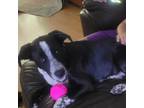 Adopt Jessie a Black Cattle Dog / Mixed dog in Abilene, TX (38690282)