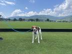 Adopt Raleigh a Tricolor (Tan/Brown & Black & White) Foxhound / Mixed dog in