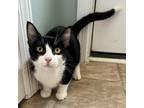 Adopt Bodie a All Black Domestic Shorthair / Mixed cat in Gibsonia