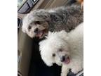 Adopt BRUNO and LOQUIS a Gray/Silver/Salt & Pepper - with White Bichon Frise /