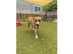 Adopt Queenie a Tan/Yellow/Fawn Beagle / Mixed dog in Port St.