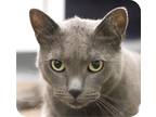 Adopt Hocus 33011-c a Gray or Blue Domestic Shorthair / Domestic Shorthair /