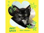 Adopt Spicy a All Black Domestic Shorthair / Mixed cat in Starkville