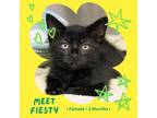 Adopt Fiesty a All Black Domestic Shorthair / Mixed cat in Starkville