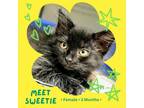 Adopt Sweetie a All Black Domestic Shorthair / Mixed cat in Starkville