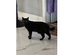 Adopt Risen Alleluia a All Black Domestic Shorthair / Mixed (short coat) cat in
