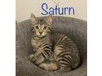 Adopt Saturn a Brown or Chocolate Domestic Shorthair cat in mishawaka