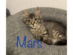 Adopt Mars a Tiger Striped Domestic Shorthair cat in mishawaka, IN (38764475)