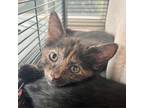 Adopt Topaz a Tortoiseshell Domestic Shorthair / Mixed cat in Shawnee