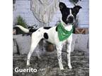 Adopt Guerito a White - with Tan, Yellow or Fawn Pit Bull Terrier / Mixed dog in