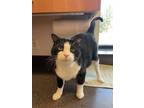 Adopt Timmy a All Black Domestic Shorthair / Domestic Shorthair / Mixed cat in