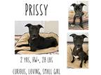Adopt Prissy a Mixed Breed (Medium) / Mixed dog in Albany, GA (38725559)