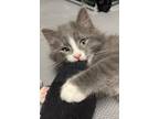 Adopt Hei Hei a Gray or Blue Domestic Longhair (long coat) cat in Carlisle