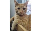 Adopt Red a Domestic Shorthair / Mixed (short coat) cat in Port Jervis