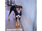Adopt Peppermint a Black Shepherd (Unknown Type) / Mixed dog in Edinburg