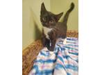 Adopt Kasia a All Black Domestic Shorthair / Domestic Shorthair / Mixed cat in