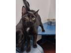 Adopt Dristan a All Black Domestic Shorthair / Domestic Shorthair / Mixed cat in