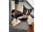 Adopt Halona a All Black Domestic Shorthair / Domestic Shorthair / Mixed cat in